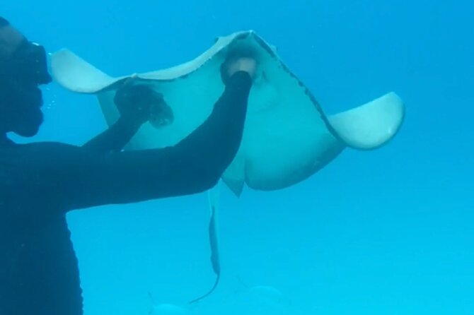 Ultimate Barbados Beach Day And Snorkel Cruise - Marine life, shipwrecks, and the luck factor