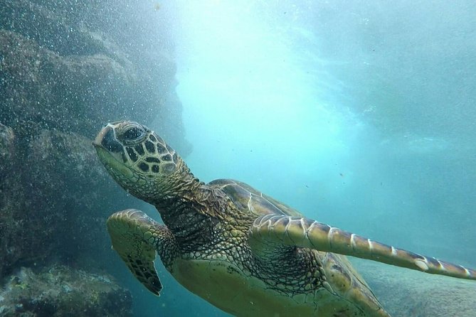 Ultimate Ocean Encounters Midday Snorkel - Key points to know before booking