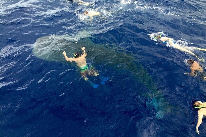 Ultimate Ocean Encounters Midday Snorkel - Who will enjoy this most?