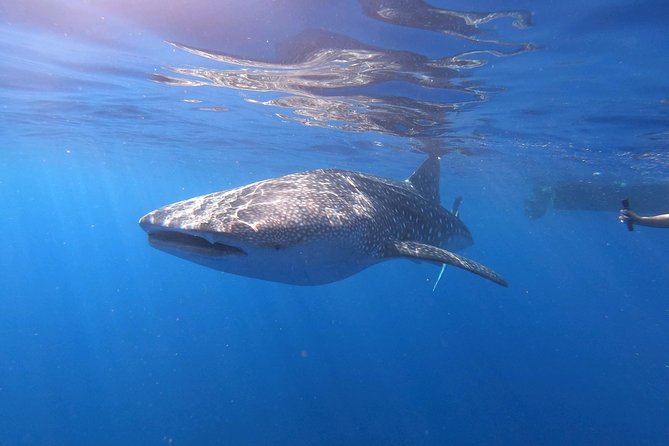 Ultimate Ocean Encounters Midday Snorkel - Two stops, two chances for clear water