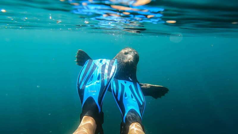 Vancouver: Snorkeling Seals Kayaking Scenic Boat Tour - Who Will Enjoy This Tour Most?
