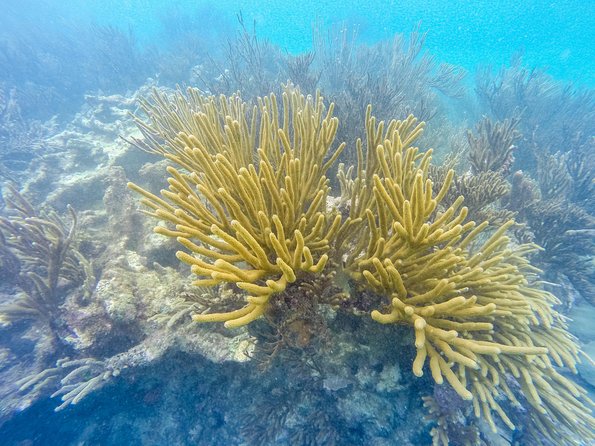 Viator Exclusive: Tulum Ruins, Reef Snorkeling, Cenote and Caves - A cenote in the jungle, with a darker side
