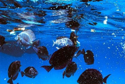 VIP Morning Delight Champagne Sailing and Snorkeling with Lunch
