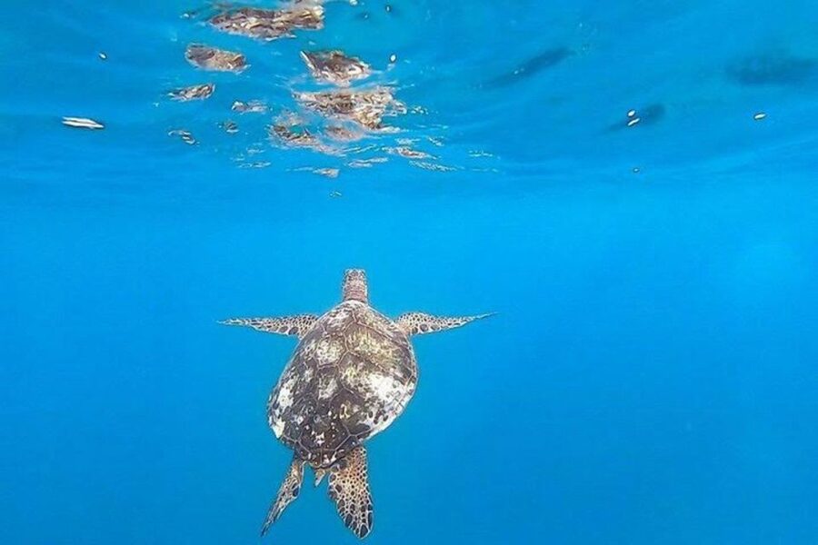 Waikiki Beach: Turtle Snorkeling and Sailing on Hāwea - Should you book this Waikiki turtle snorkel?
