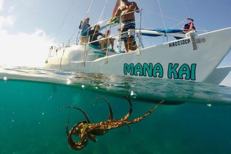 Waikiki Beach: Turtle Snorkeling and Sailing on Hāwea - Fish, turtles, and respectful wildlife viewing