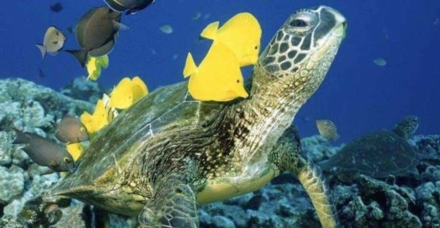 Waikiki Beach: Turtle Snorkeling and Sailing on Hāwea - Hāwea, a boat built for the outing