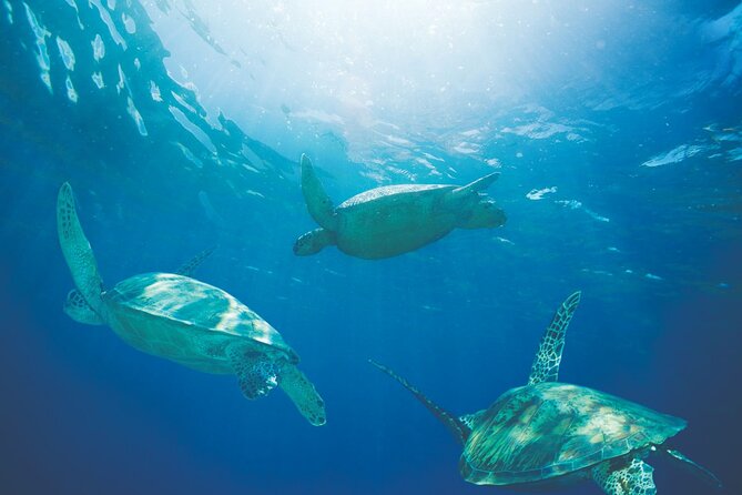 Waikiki Catamaran Snorkel Sail with Lunch: Turtles Guaranteed - Water conditions, comfort, and safety