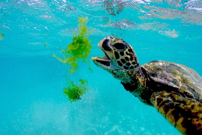 Waikiki Catamaran Snorkel Sail with Lunch: Turtles Guaranteed - Who will enjoy this catamaran trip most?