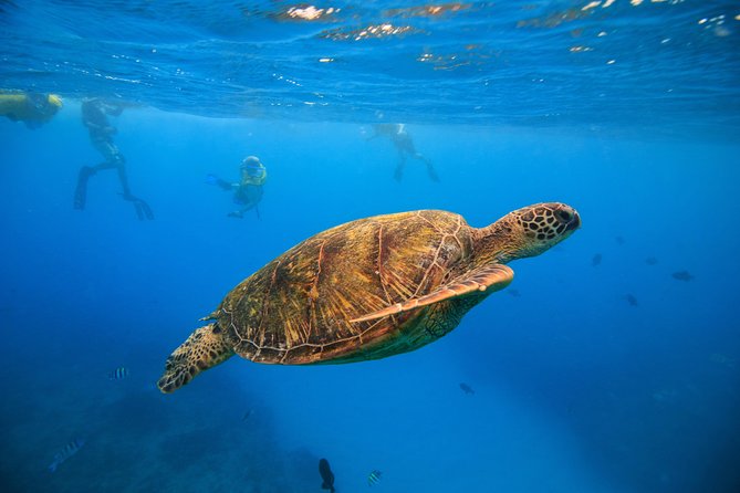 Waikiki, Hawaii: Turtle Canyon Snorkel Excursion - Quick facts about the Turtle Canyon outing