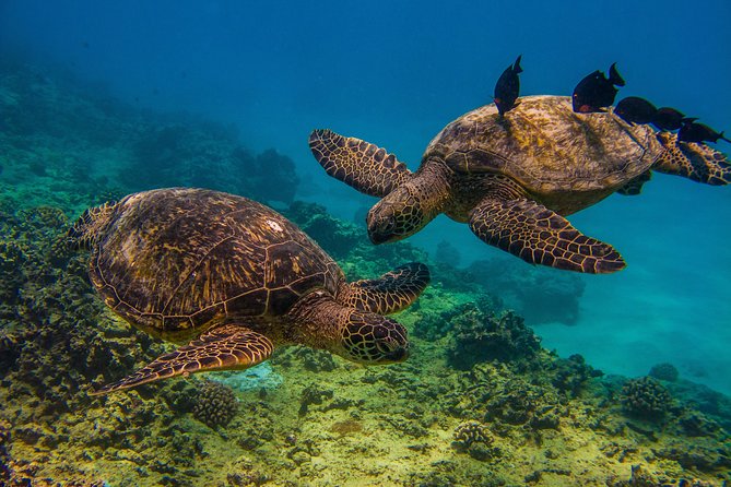 Waikiki, Hawaii: Turtle Canyon Snorkel Excursion - Leaving from Living Ocean Tours at Ala Moana