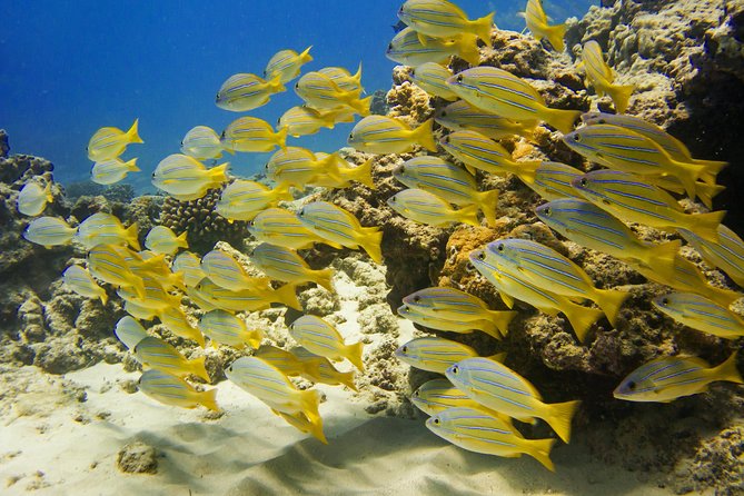Waikiki, Hawaii: Turtle Canyon Snorkel Excursion - Snacks, equipment, and the value of $79.21