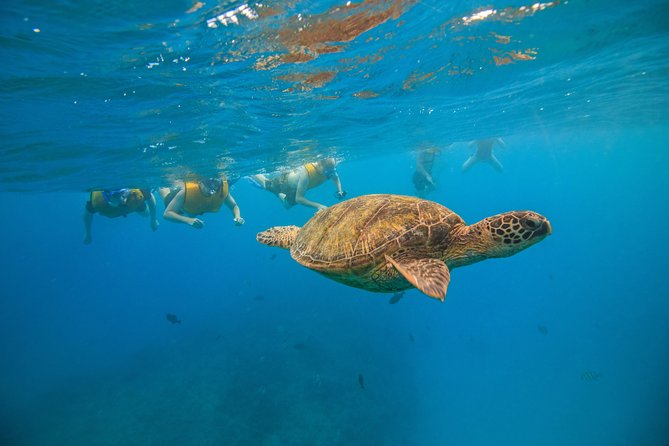 Waikiki, Hawaii: Turtle Canyon Snorkel Excursion - Who will enjoy this most