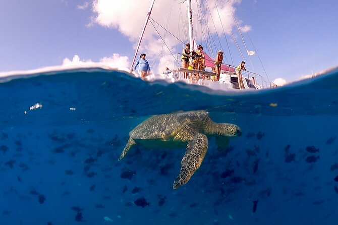 Waikiki: Turtle Canyon Snorkel - Leaving Pink Sails Waikiki for Turtle Canyon