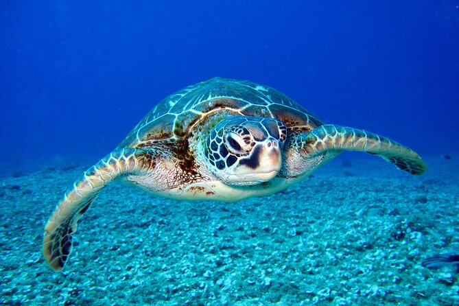 Waikiki: Turtle Canyon Snorkel - What snorkeling at Turtle Canyon is really like