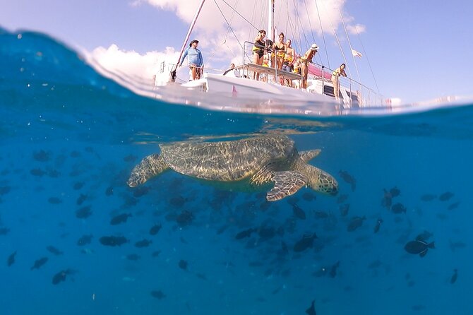 Waikiki: Turtle Canyon Snorkel - Crowds, visibility, and realistic expectations