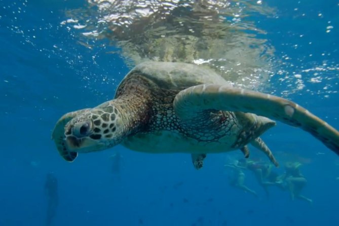 Waikiki: Turtle Canyon Snorkel - Who should book this Waikiki snorkel?