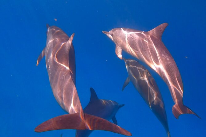 Waikiki Turtle Canyon Snorkel: Turtles Guaranteed - Fish, rays, dolphins, and winter whales