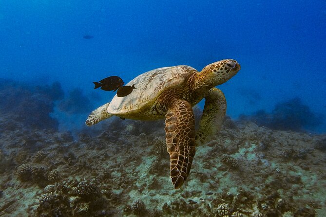 Waikiki Turtle Canyon Snorkel: Turtles Guaranteed - How crowded is the reef?