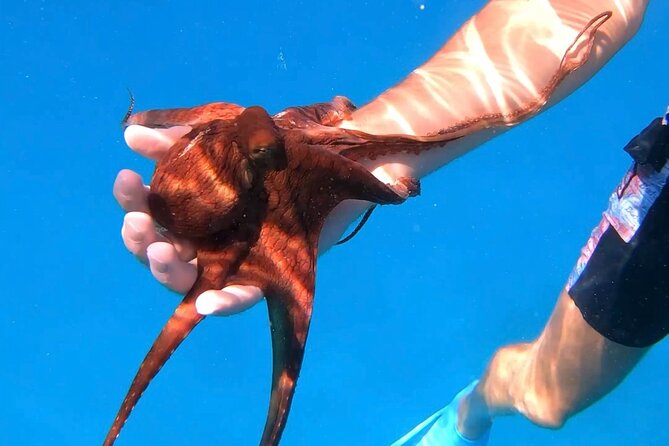Waikiki Turtle Canyon Snorkel: Turtles Guaranteed - Who will get the most from this tour?