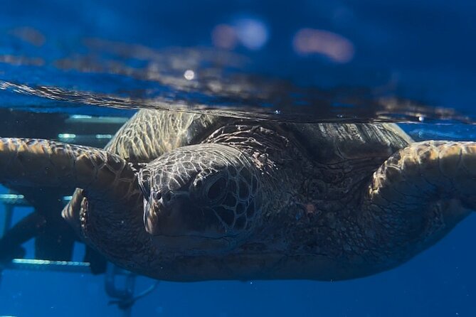 Waikiki Turtle Canyon Snorkel: Turtles Guaranteed - Practical details before you reserve