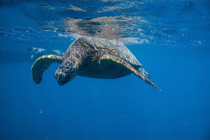 Waikiki Turtle Canyon Snorkel: Turtles Guaranteed - What makes Turtle Canyon a reliable turtle stop