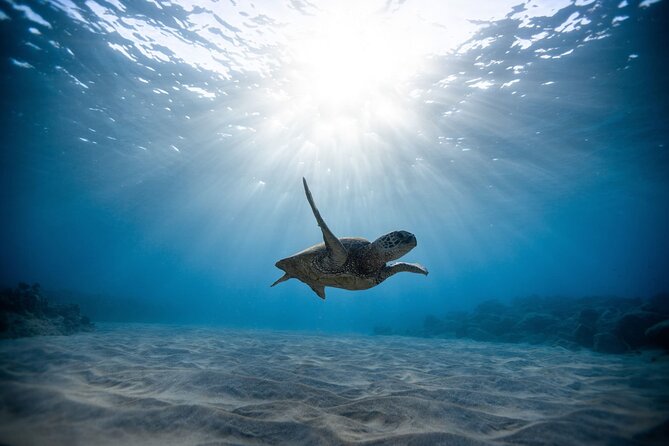 Waikiki: Turtle Canyon Snorkel - A short sail with plenty to look at