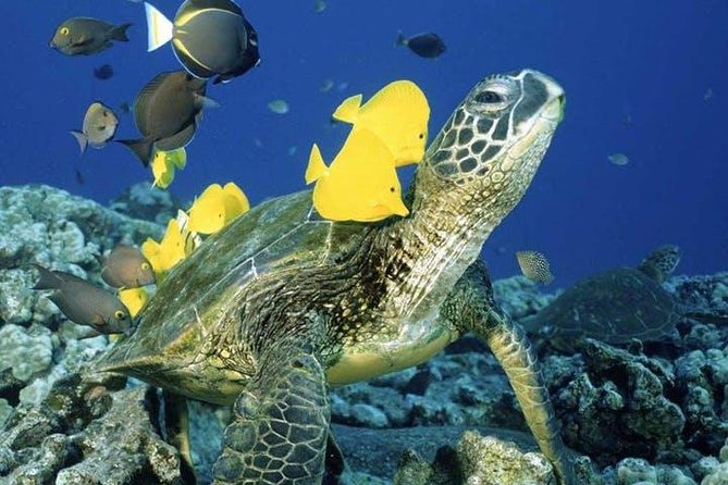 Waikiki Turtle Snorkel and Sail on Hawea Catamaran - What the Hawea Catamaran Adds