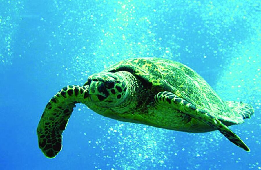Waikoloa Catamaran Snorkel & Sail Adventure with Lunch - Quick Take: What Makes This Trip Worth Your Time