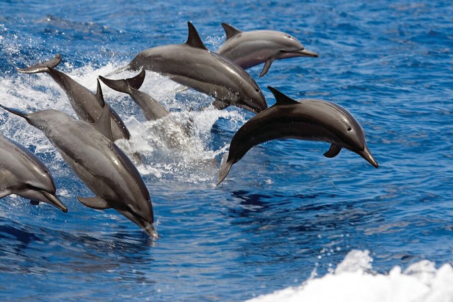 Waikoloa Catamaran Snorkel & Sail Adventure with Lunch - Starting at Anaeho‘omalu Bay