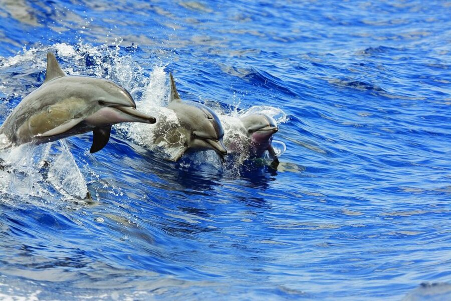 Waikoloa Catamaran Snorkel & Sail Adventure with Lunch - What the Snorkeling Is Like for Different Ages