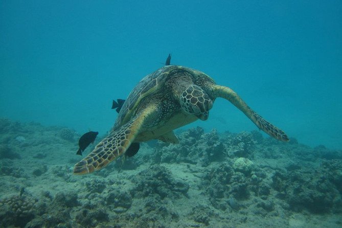 Waikoloa Catamaran Snorkel Sail Including Lunch - Snorkeling with gear, flotation, and crew support