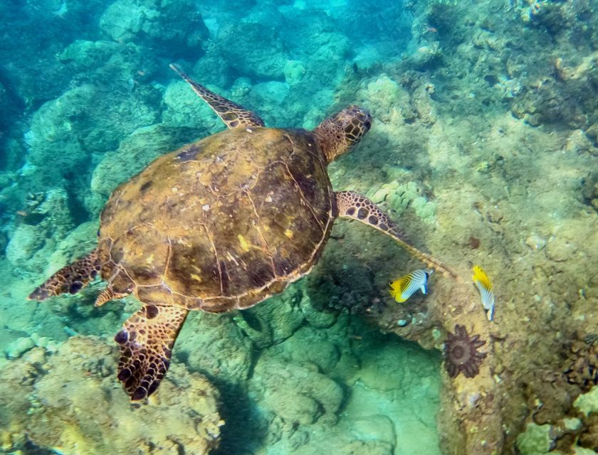 Wailea Beach: Snorkeling for Non-Swimmers Guided Tour - Key points to know before booking
