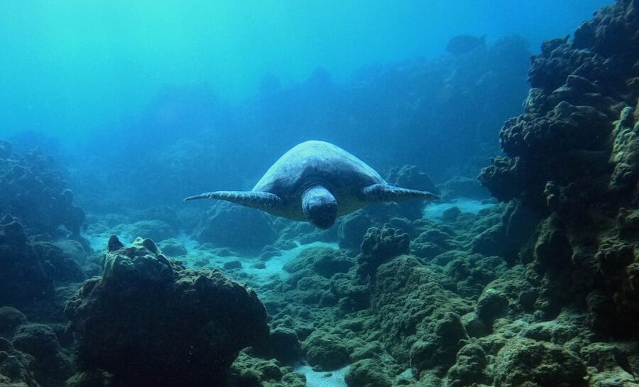 Wailea Beach: Snorkeling for Non-Swimmers Guided Tour - Should you book the Wailea non-swimmer snorkeling tour?