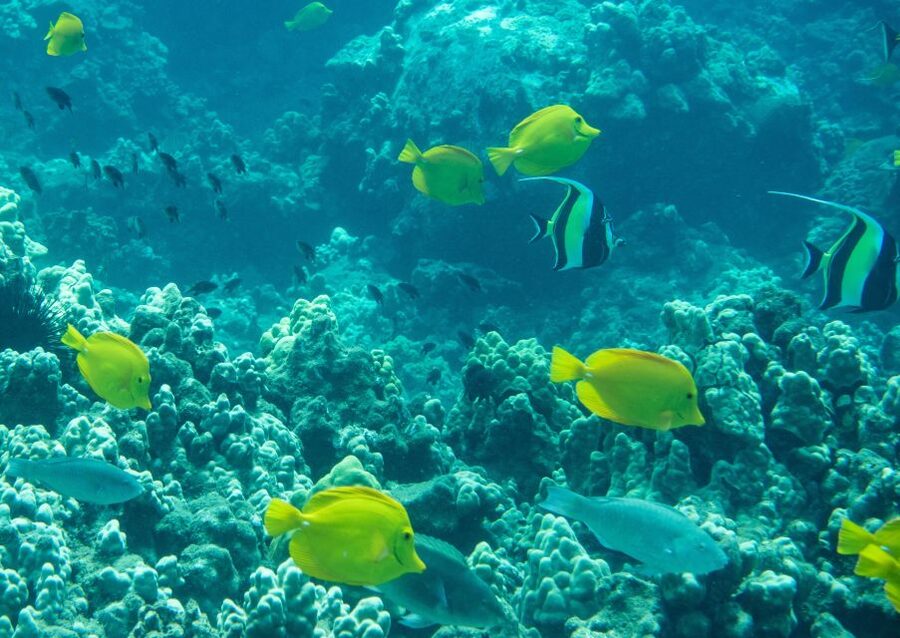 Wailea Beach: Snorkeling for Non-Swimmers Guided Tour - Why this Wailea tour works for first-time snorkelers