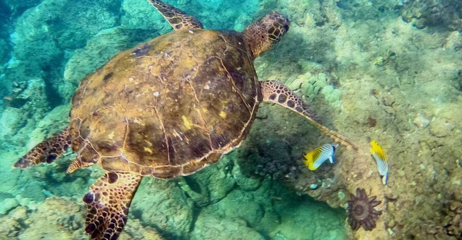 Wailea Beach: Snorkeling for Non-Swimmers Guided Tour - Practicing in shallow water before going farther out