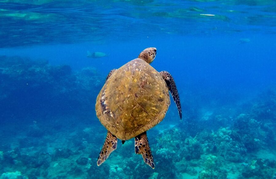 Wailea Beach: Snorkeling for Non-Swimmers Guided Tour - The 70-minute guided reef session