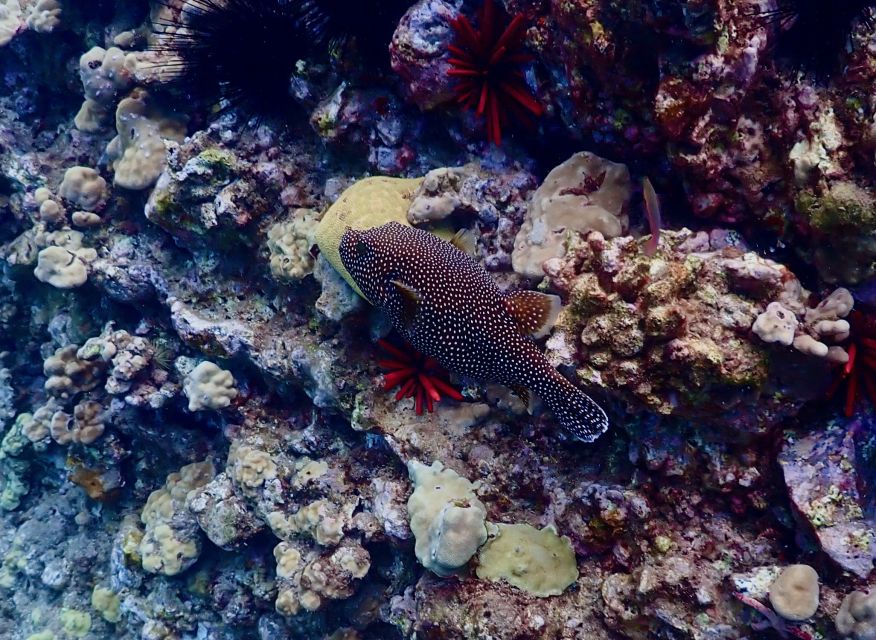 Wailea Beach: Snorkeling for Non-Swimmers Guided Tour - Who will get the most from this experience