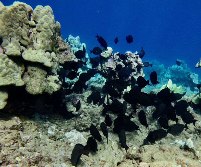 Wailea Beach: Snorkeling for Non-Swimmers Guided Tour - Practical tips for a smoother morning