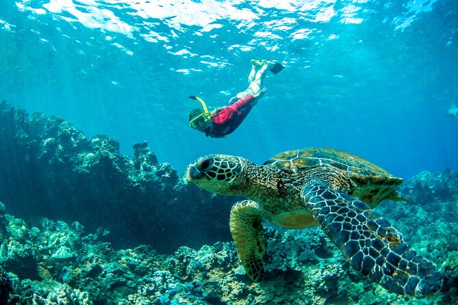 West Maui Afternoon Snorkel from Ka’anapali Beach - What the snorkel stop can offer