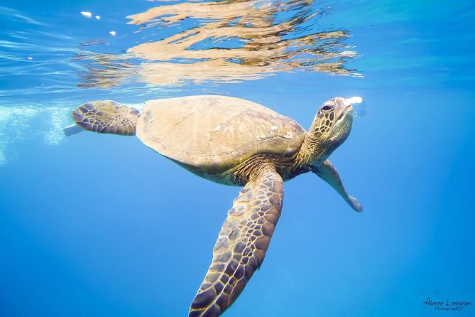 West Maui Afternoon Snorkel from Ka’anapali Beach - Who should book this afternoon cruise?