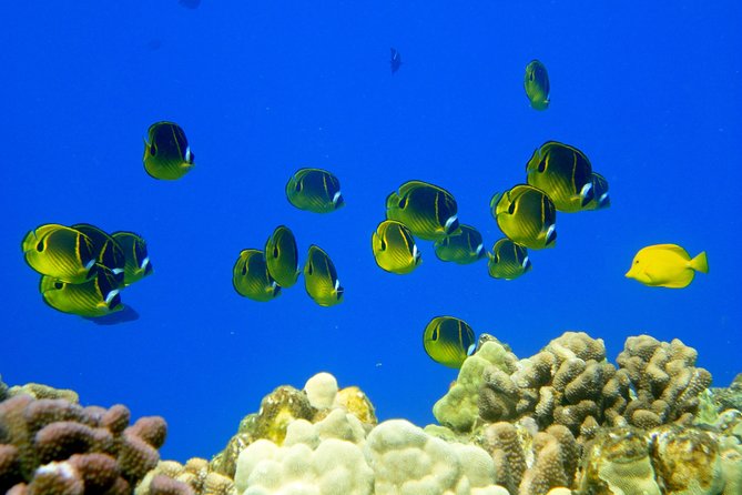 West Maui Snorkeling Experience by Boat from Ka'anapali - Dolphins and winter whales from the boat