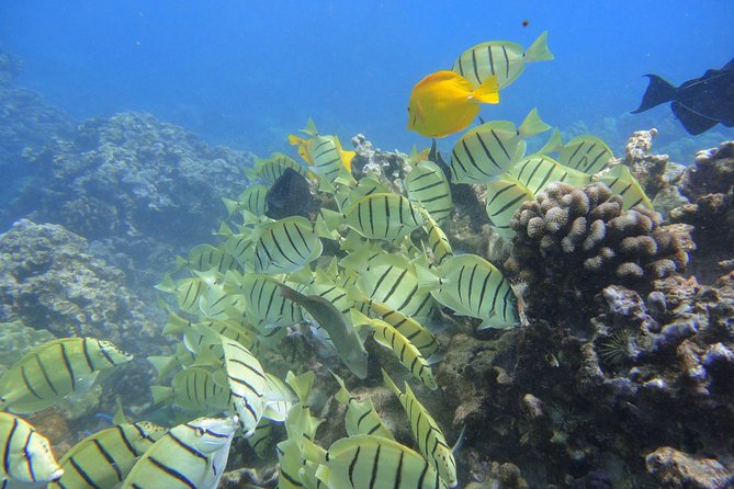 West Maui Snorkeling Experience by Boat from Ka'anapali - Breakfast begins with banana bread and fruit