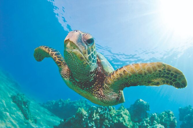 West Oahu Dolphin Watch and Snorkel Sail with Lunch - Five things to know before you book
