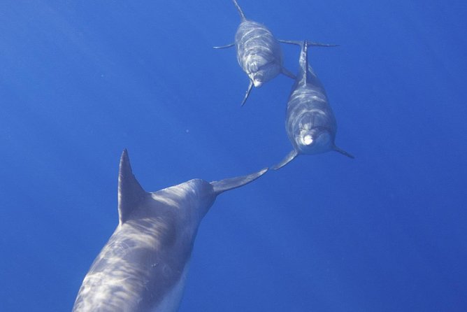 West Oahu Dolphin Watch and Snorkel Sail with Lunch - Leaving the Waianae pier at 9 a.m.