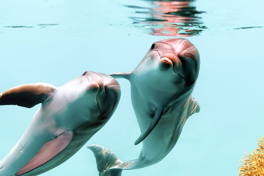 West Oahu: Turtles, Dolphins, and Snorkeling Tour with Lunch - Quick takeaways before you book