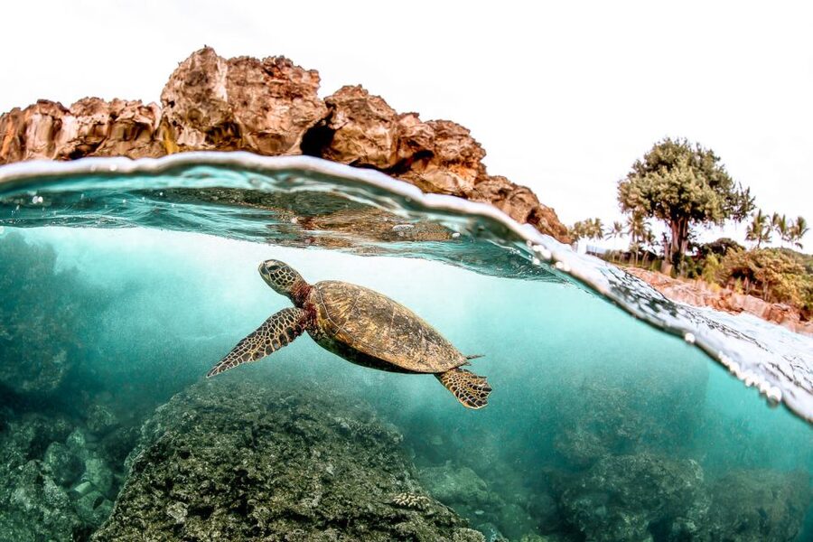 West Oahu: Turtles, Dolphins, and Snorkeling Tour with Lunch - Leaving from Wai‘anae Small Boat Harbor