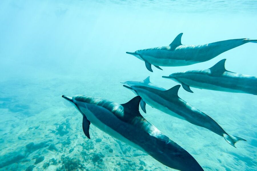 West Oahu: Turtles, Dolphins, and Snorkeling Tour with Lunch - Timing, weather, and small practical details