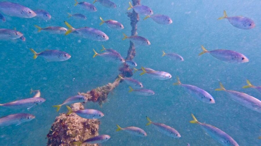 West Palm Beach: Beginner Jet Snorkel Tour with Videos - Moving Out to West Palm Beach Marine Life