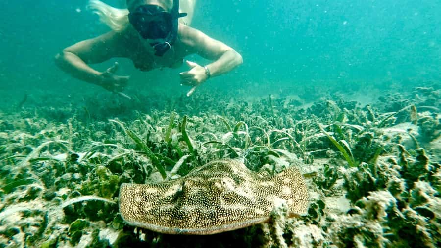 West Palm Beach: Beginner Snorkel Tour with Turtles & Videos - Why this West Palm Beach outing suits beginners