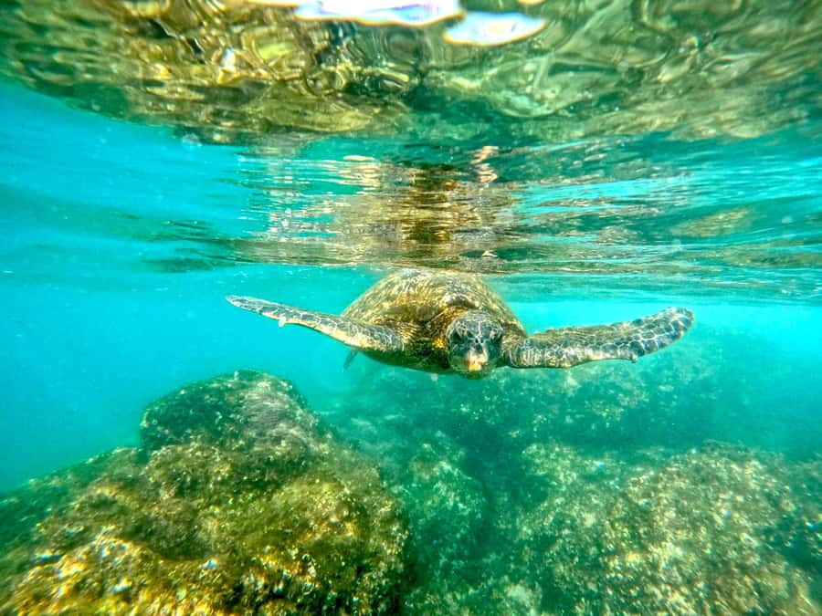 West Palm Beach: Beginner Snorkel Tour with Turtles & Videos - Language, flexibility, and health limits